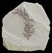 Metasequoia (Dawn Redwood) Fossil - Montana #62276-1